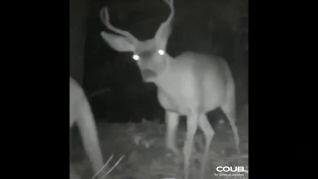 COUB нарезка приколов за Ноябрь смотреть онлайн