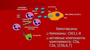 Патологическая физиология врожденного иммунитета. Воспаление.