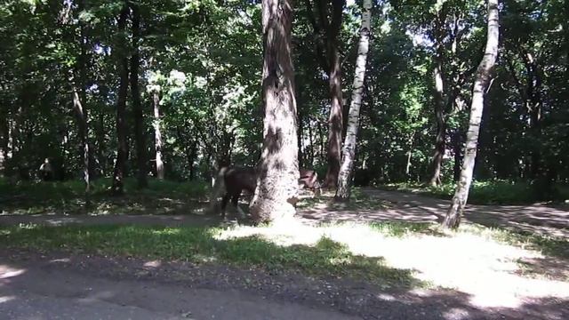 20140727 парк белинского лошади смотреть онлайн