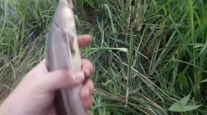 р.Клязьма Стерлядка