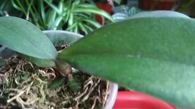 ❓Как поживает орхидейка ?Морковный ?найдёныш ?(15.08.22) смотреть онлайн