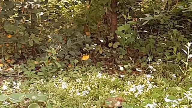 Хомяк на даче делает запасы? смотреть онлайн