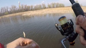 ЛОВЛЯ ВЕСЕННЕЙ ПЛОТВЫ И ГУСТЕРЫ НА БОМБУ, КЛЕВ КАК С ПУЛЕМЕТА