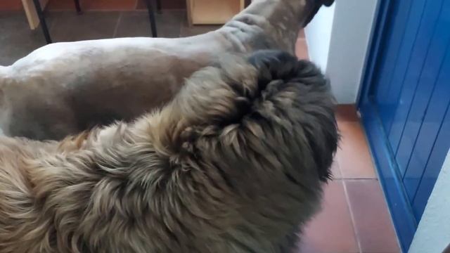 Стрижка собак и жуткая усталость... смотреть онлайн