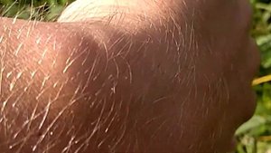 Аргиопа Брюнниха. Опасные пауки.Argiope bruennichi.