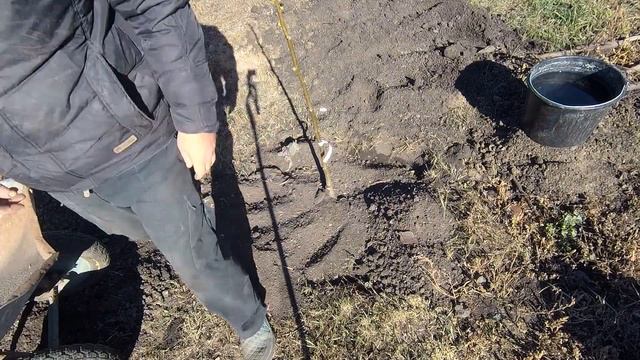 Посадка грецкого ореха ,Грецкий орех, Сорт идеал, Грецкий орех идеал, Как посадить грецкий орех ,