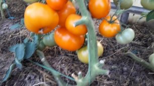 Урожайный сорт томата