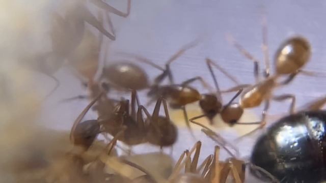 Camponotus pseudoirritans или Camponotus maculatus. Вид который вам еще не показывал) смотреть онлайн