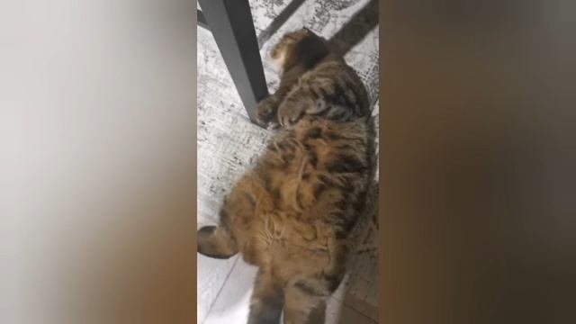 Кошки