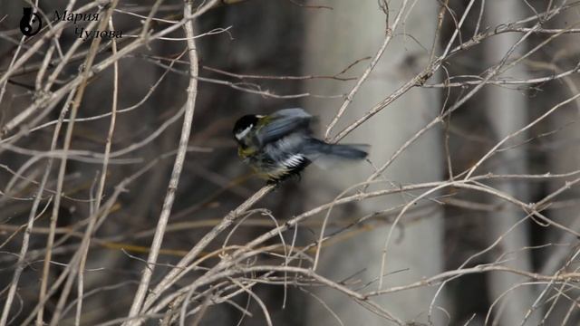 Мокрая синичка сушится Мария Чулова @вебму́шка 02-03-2017 Отдых автоТУР фото съемка смотреть онлайн