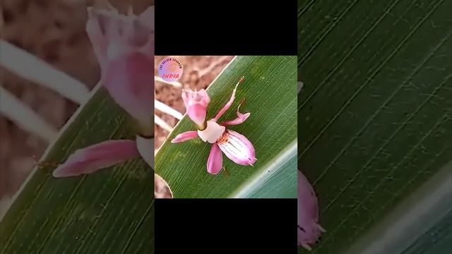 Orchid Mantis