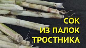 Тростниковый сок - самый вкусный сок их палок