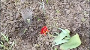 Тюльпаны, пионы, ирисы