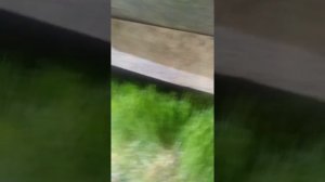 Гидропоника корм для КРС