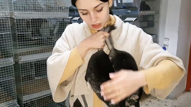 Шиншилловая ферма.Шиншилла датская меховая | Chinchilla.Fur.Ukraine