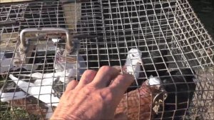 Сельские голуби. 28 08  2022 г, часть 1. г Кропоткин ярмарка голубей декоративных птиц.