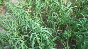 Для подкормки чеснока куриный помет - ЯД.