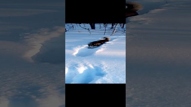 Снега по уши#Shorts