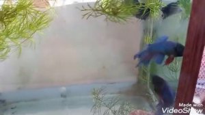 БОЙ РЫБ ПЕТУШКОВ