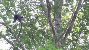 Crowhunting nov 22 / Охота на ворон.