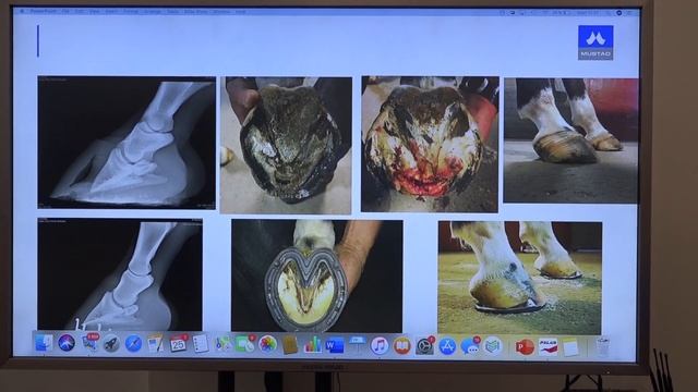 Семинар по ковке лошадей ТЕОРИЯ 25.11.2019 смотреть онлайн