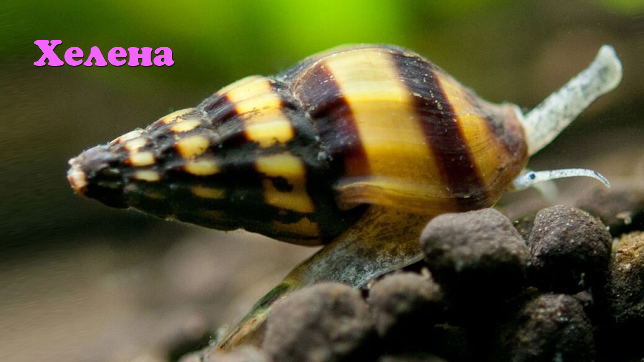 Хелена - Clea helena смотреть онлайн