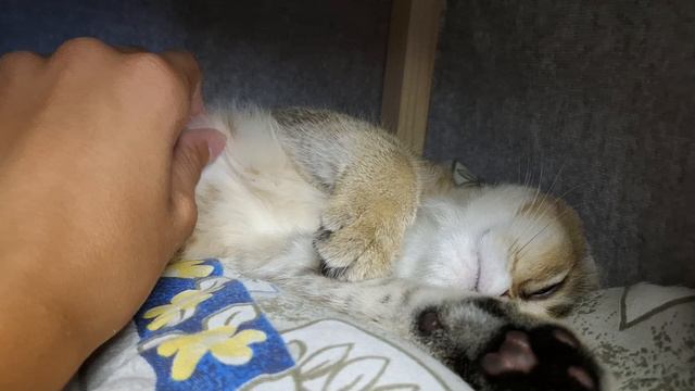 обзор на кота смотреть онлайн