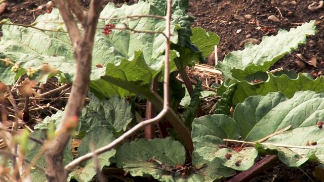 A Walk in the Garden with Liz Davey - Episode 55 смотреть онлайн