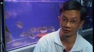 Американские цихлиды