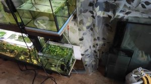 Алый барбус первый раз на нерест и т. д...