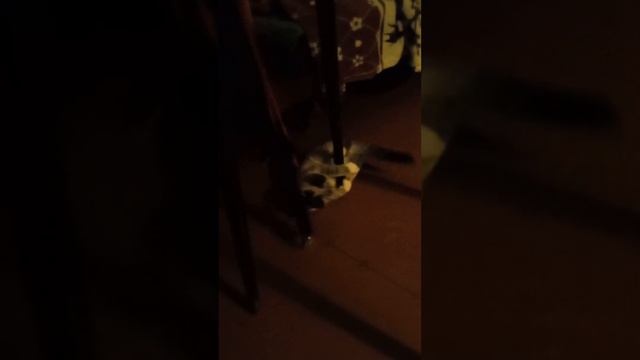 кошка не скучает смотреть онлайн