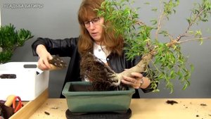 Бонсай из взрослого фикуса Бенджамина (ч.4).