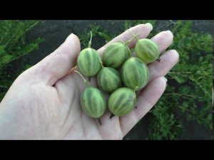 Английский желтый, среднеранний супер сладкий сорт крыжовника.