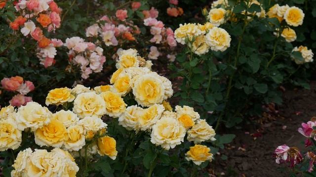 Видео обзор розы Сфинкс (Чайно гибридная) - Sphinx (Prego Royalty B.V. Нидерланды, 1997) смотреть онлайн