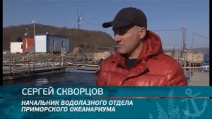 Морское собрание. Военные водолазы-глубоководники находят общий язык с дельфинами и осьминогами