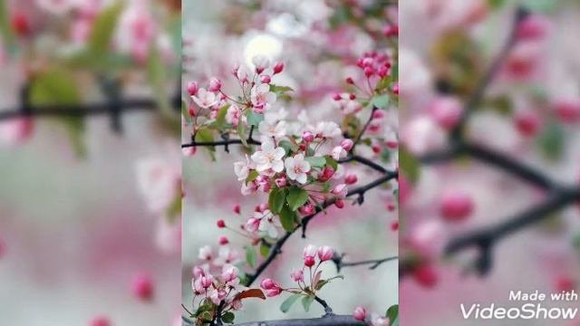 ВЕСНА! ДУШЕВНАЯ ПЕСНЯ О ВЕСНЕ, О ЛЮБВИ. 🌿🌿❤❤#хорошеенастроение #музыка