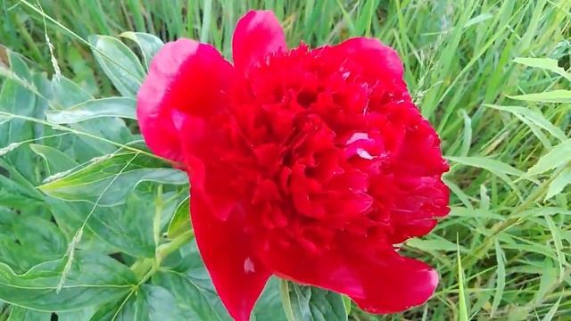 ФУТАЖ ПИОН ЦВЕТЕТ,КРАСНЫЙ ПИОН, КРАСНЫЙ ЦВЕТОК смотреть онлайн