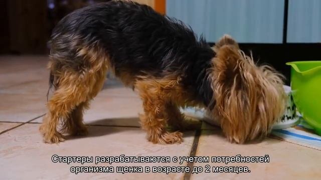 Кормление щенка сухим кормом