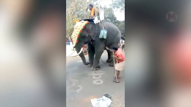 Посмотрите, на что Способен Слон в Ярости! Топ 10 смотреть онлайн