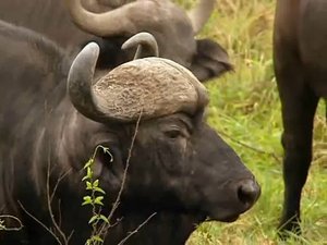 Поле битвы. Львы (ч.2)