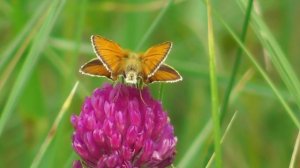 Бабочка. Толстоголовка сельская  ( Thymelicus sylvestris )