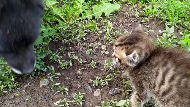 Котёнок подошёл к собаке и начал фыркать на неё смотреть онлайн