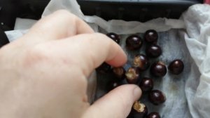 2.02. Косточки лонгана на проращивание.