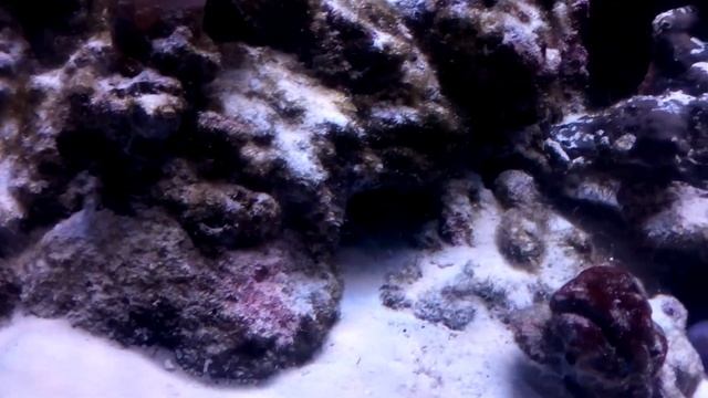 Мурена ехидна кормление смотреть онлайн