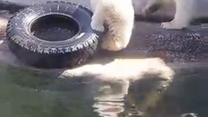 Белая медведица с милыми медвежатами в Московском зоопарке 2010 г.