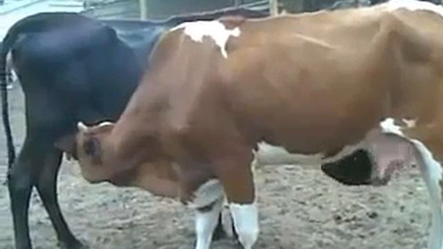 Как говорил один Мистер Индия как он выпил мочу коровы. если так корова обучили кроме () смотреть онлайн