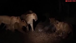 10 Лучших Животных Которые Легко Убивают Льва - Хищные Животные Сопротивляются А Лев Проигрывает!