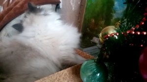 Невская маскарадная кошка и елка.