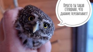 Сычик Пуньк едет в Москву, кошке Морошке исполнился 1 годик, сова Ёль сломала качельку