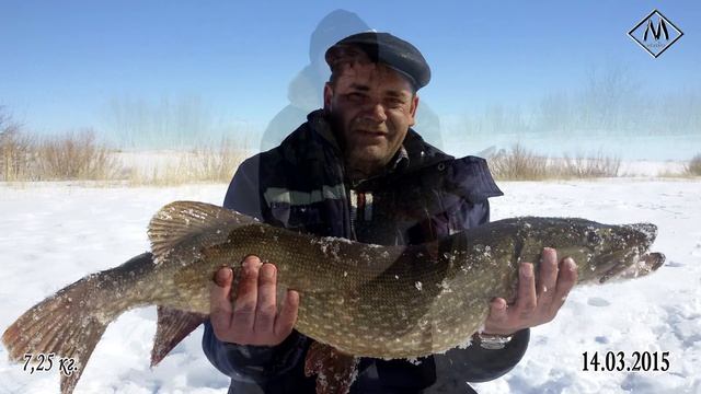 Трофей! Щука 7,25 кг. смотреть онлайн